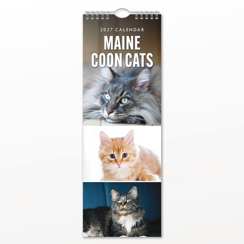 Maine coon cats - maine,