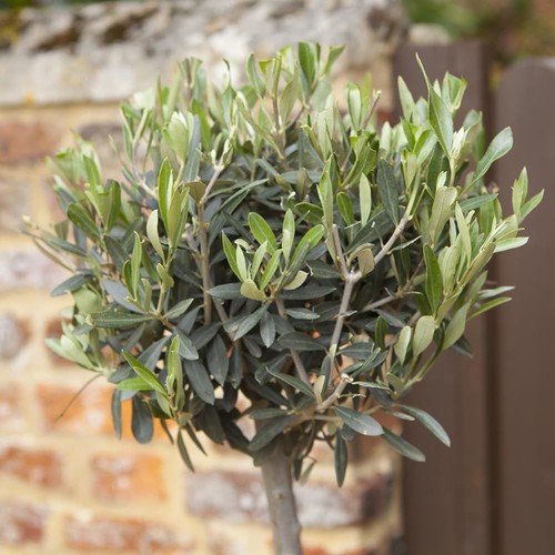Olive tree extra large head - large,