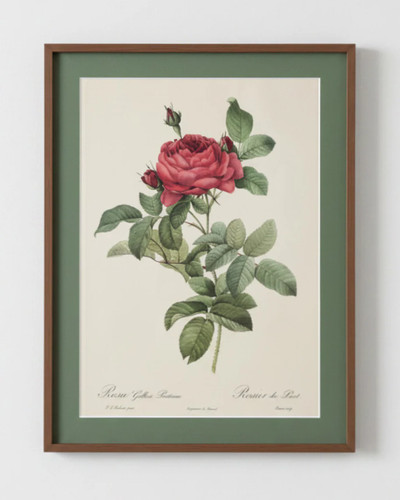 Rosa gallica pontiana - gallica, pontiana,