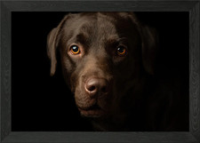 Chocolate Labrador Portrait