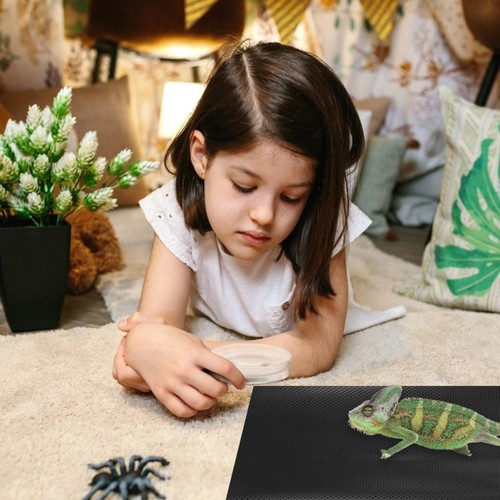 Reptile climbing accessories - reptile,