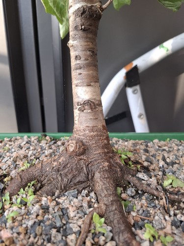 Chunky cherry bonsai tree - chunky,