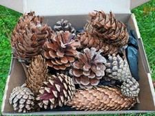 20 Mixed Size Fir and Spruce