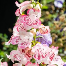 Penstemon plants ice cream - t&m,