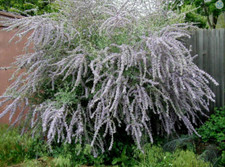 Buddleia alternifolia Butterfly Bush Weeping Plant Perennial 1 Litre Pot
