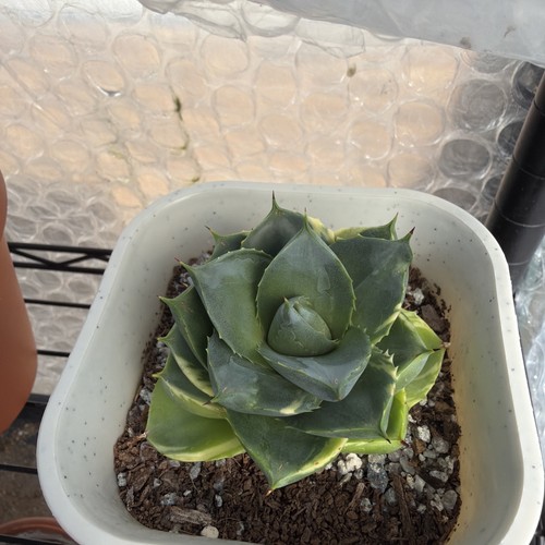 Agave pixie tinkerbell pup - tinkerbell,