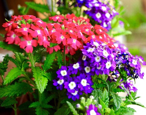 Verbena mammoth florist mix - verbena,