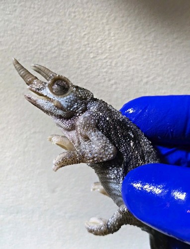 Preserved chameleon lizard - preserved,