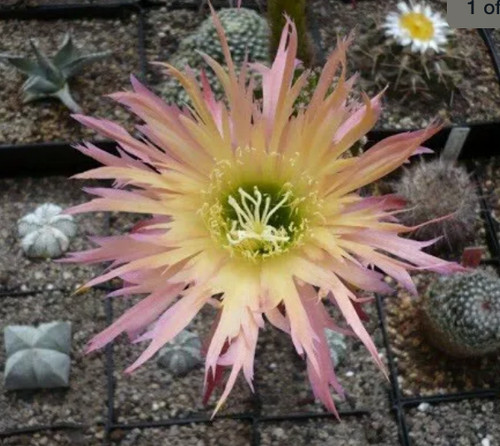 Large flowered echinopsis - large,