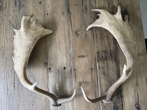 Genuine pair fallow - genuine, of