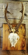 Handmade Roe Deer Skull Mount