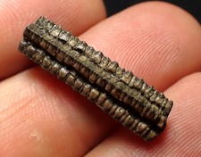 Detailed crinoid stem fossil Pentacrinites (23mm) Charmouth Jurassic Coast UK