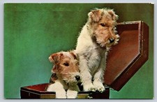 Wire Haired Fox Terrier Dogs