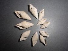 10 Bartonian Eocene Bathytoma turbida Turridae Bed E Middle Barton Beds England