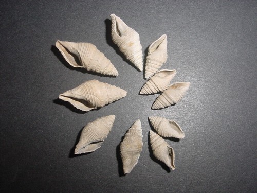 Bartonian eocene bathytoma - 10,