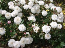 Felicite Perpetue - Rambling