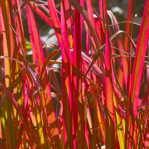 Imperata hardy perennial - imperata, grass