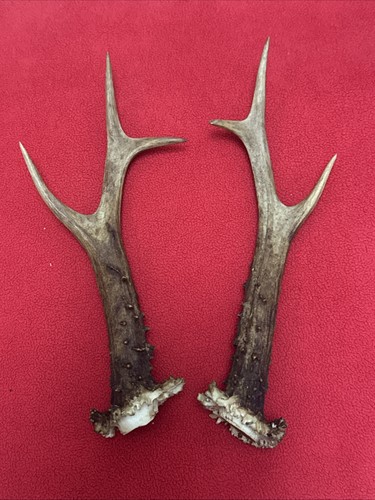 Pair roe deer - of, antlers