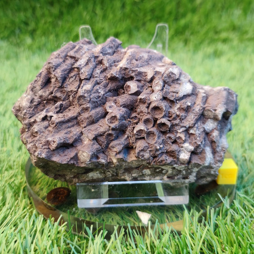 Large jurassic coral fossil - coral,