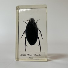 Real Life Bugs And Insects