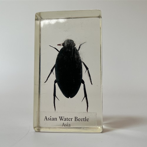 Real life bugs - bugs, and