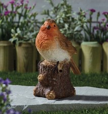 Robin Song Singing Bird