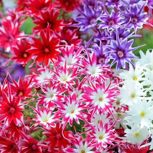 Phlox twinkle star mixed - 25,