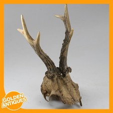 old vintage Deer Stag Roe-deer