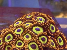 Rare taiwan rainbow fruit - rare,