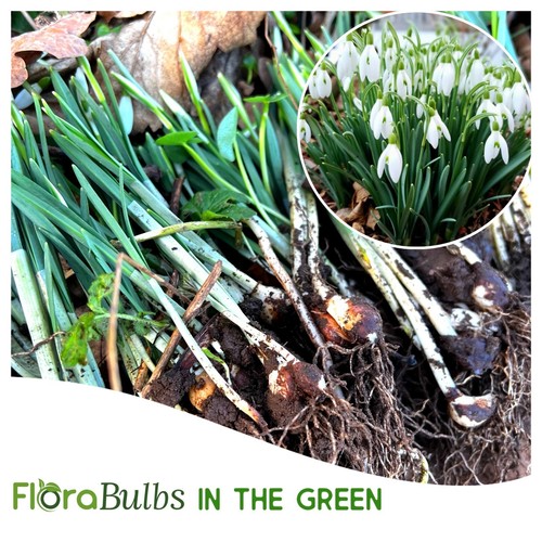 Snowdrop bulbs in the - bulbs, 25