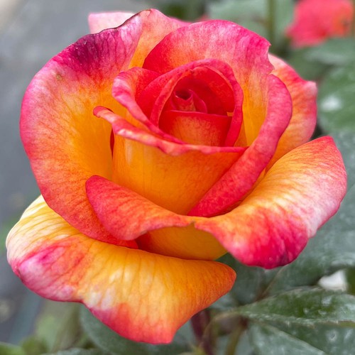 Rose happy safe - 'happy,