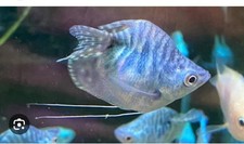 Blue Balloon Gourami