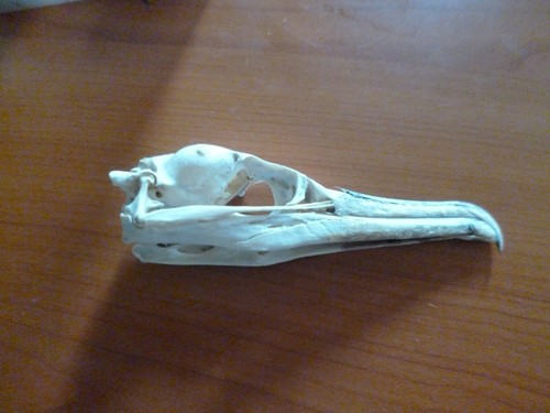 Adult cormorant skull only - cormorant,