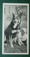 ALSATIAN & Child   Vintage Photo Card  FE11