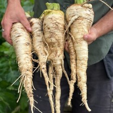 Parsnip Sabre F1 Great Flavour