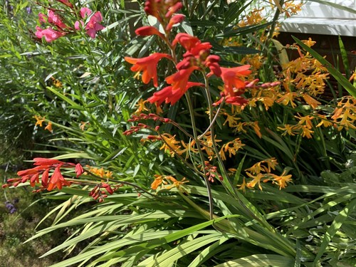 Crocosmia lucifer - 10,