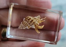 Real Hermit Crab Bug Insect Preserved in Resin Paperweight Animal Taxidermy