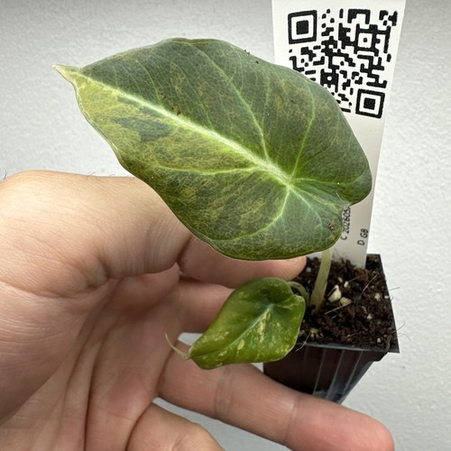 Alocasia black velvet gold - velvet,