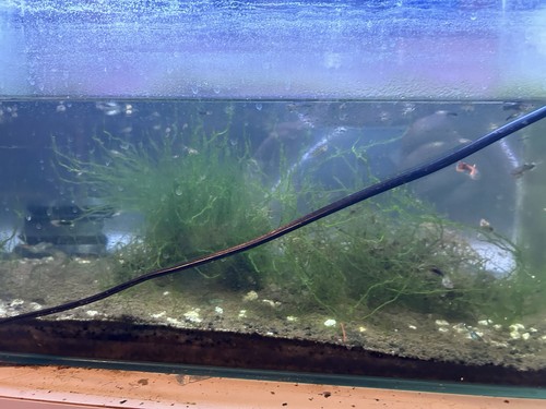 Java moss live plant 10g - moss,