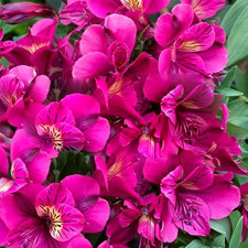 Alstroemeria Colorita 'Louise'
