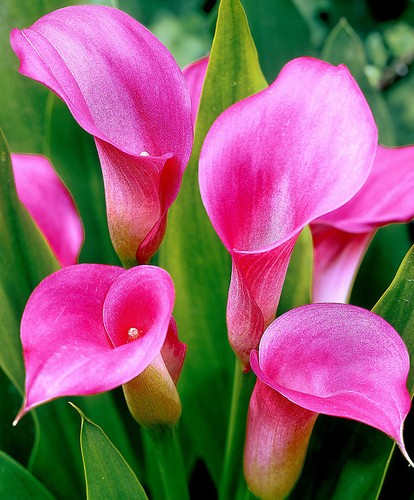 Pink calla lilly corm plant - calla,