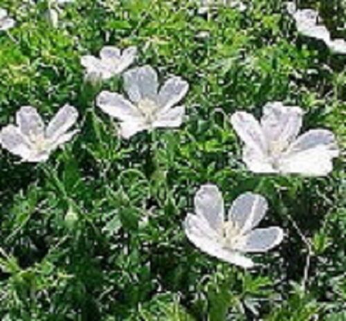 Hardy geranium sanguineum - ,