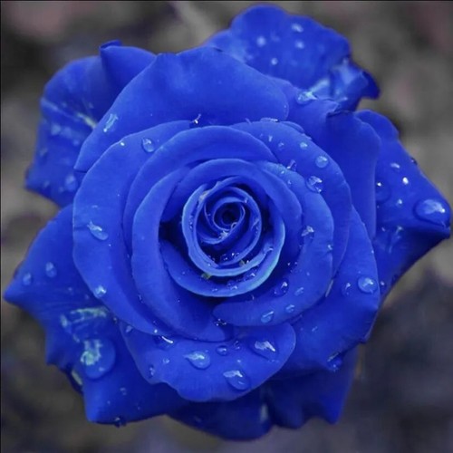 Rare blue rose flower seeds - rare,