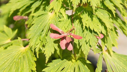Acer japonicum aconitifolium - japonicum,