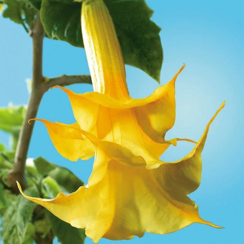 Angel trumpet yellow - trumpet,