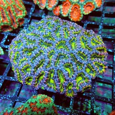 Wysiwyg acan lord coral - wysiwyg,