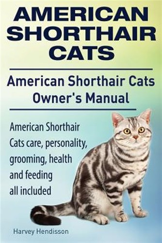 American shorthair cats - american,