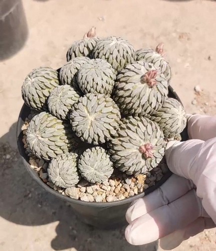 Rare live house plant - rare,
