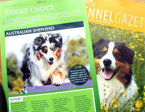 Australian shepherd dog breed - dog,