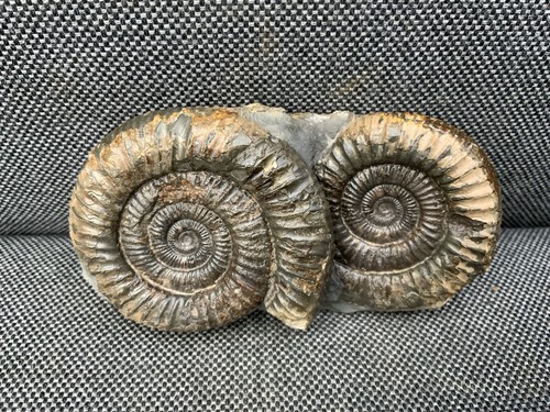 Double dactylioceras fossil - double,